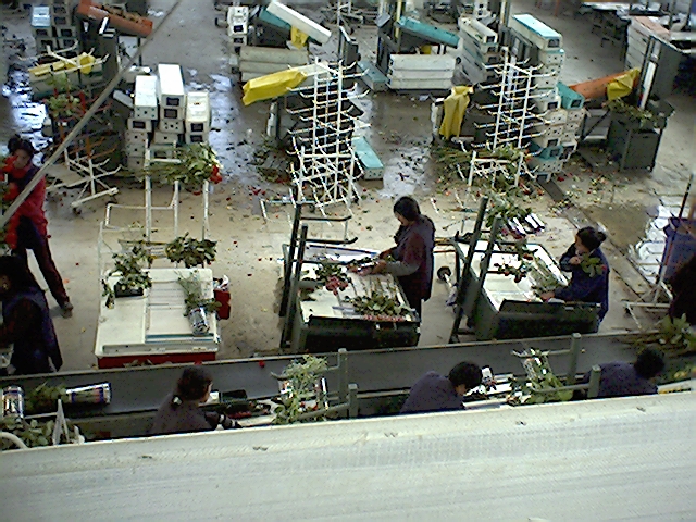 poscosecha mesas de clasificación y boncheo de flores puestos estaciones de trabajo pos cosechas beneficiar selección clasificación de cosechas mesa para clasificar y seleccionar ergonómicas 01 poscosecha mesas de clasificación y boncheo de flores puestos estaciones de trabajo pos cosechas beneficiar selección clasificación de cosechas mesa para clasificar y seleccionar ergonómicas 01 salas de cosechadores